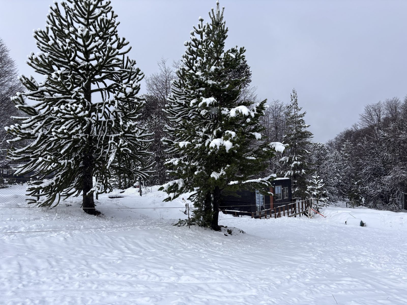 La cabaña en el bosque de araucarias nevado